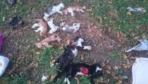 FLORYA ATATÜRK ORMANINDA VAHŞET!!!!!