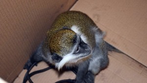 Azılı plaj hırsızı yakalandı