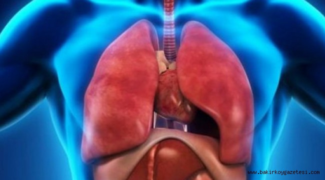 KANSERE YARDIMCI OLACAK ORGAN BULUNDU