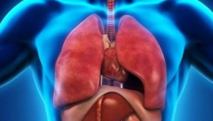 KANSERE YARDIMCI OLACAK ORGAN BULUNDU