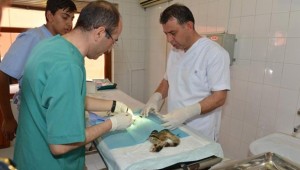 MEB'in ilk hayvan hastanesi sessiz sedasız kapatıldı