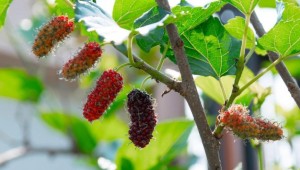 'Dut meyvesi adeta bir eczane gibi'