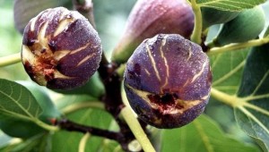 Kur'an'da Adı Geçen Mucicevi Gıdalar ve Faydaları