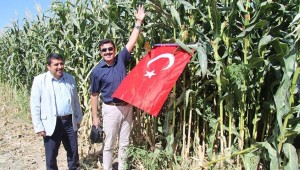 Yerli tohum ABD'li tohumu geride bıraktı