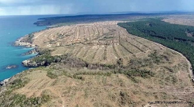 Sinop ağlıyor: Kesilen ağaç sayısı 650 bini aştı