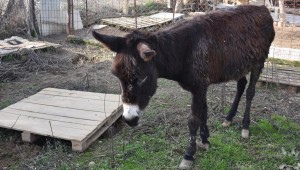 Yuh Artık! Eşeğin kuyruğunu kesip para karşılığı tecavüz ettirdiler