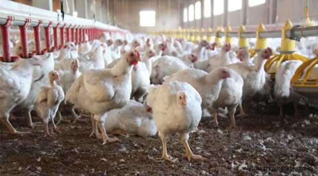 Beyaz ete yüzde 30'a varan zam geldi
