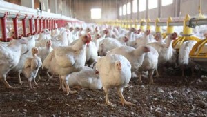 Beyaz ete yüzde 30'a varan zam geldi