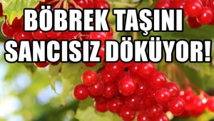Bilimsel olarak kanıtlandı! Böbrek taşını sancısız döküyor