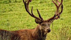 Bu nasıl bakanlık, bu nasıl ihale? Bakanlık geyik başına 14 bin lira verecek!