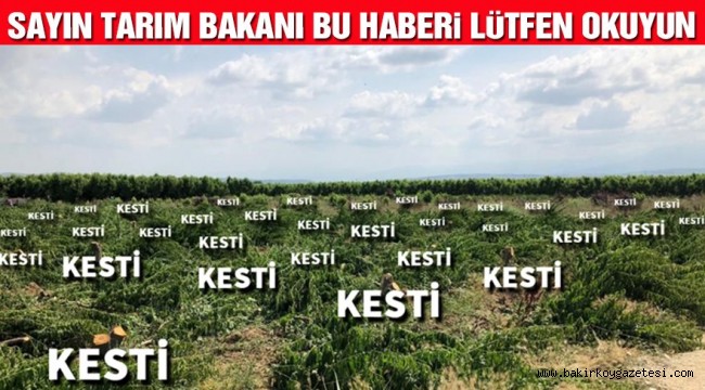 Türk tarımı iflas noktasına geldi! Bursalı çiftçi 3 bin 800 meyve ağacını kökünden kesti