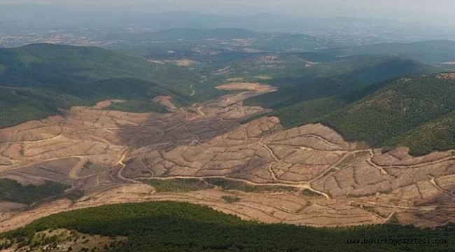 Kaz Dağları'nda ağaç katliamı yapan maden şirketine 865 milyon Lira teşvik verilmiş