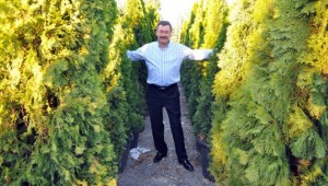 AKP'nin 'ağaç' sevdası! Bir meşe fidanına 16 bin lira ödenmiş