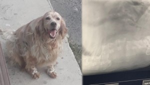 AKP'li Meclis üyesi köpeği defalarca ezerek öldürdü