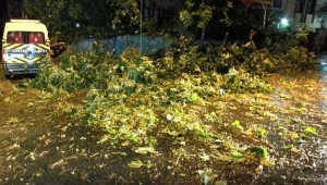 BAKIRKÖY'DE AĞAÇLAR GÖVDELERİNDEN KOPTU!