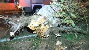 Bakırköy'de yola ağaç devrildi