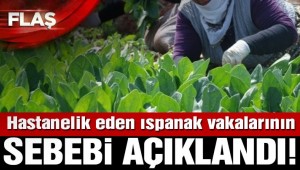 Son dakika… İstanbul'daki ıspanak zehirlenmeleriyle ilgili açıklama