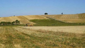 TMO, iç savaş halindeki Suriye'den 20 bin ton buğday alacak