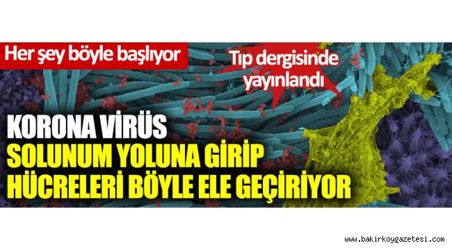 Korona solunum yoluna girip, hücreleri böyle ele geçiriyor…