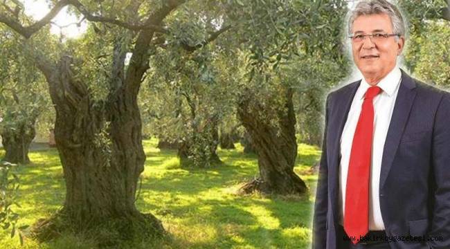 İşte Edremit'te zeytinlikleri katleden belediye başkanı
