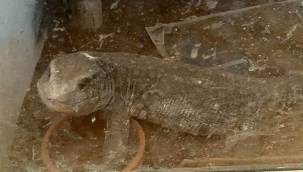 Bakırköy! Yurtdışından kaçak yolla getirilen hayvan operasyonu...