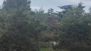 FLORYA'DA AĞAÇ KATLİAMI !