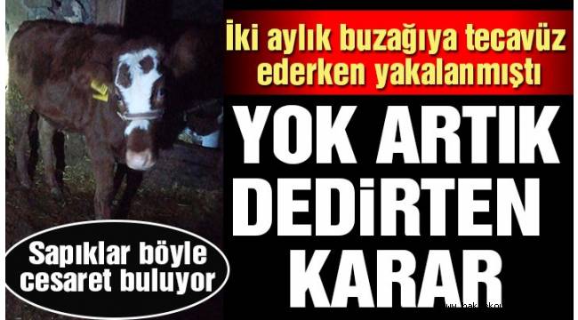 İki aylık buzağıya tecavüz ederken yakalandı, savcı 'kovuşturmaya gerek yok' dedi!