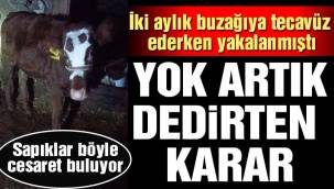 İki aylık buzağıya tecavüz ederken yakalandı, savcı 'kovuşturmaya gerek yok' dedi!