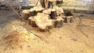 BAKIRKÖY'DE AĞAÇ KATLİAMINDAN KİM SORUMLU?