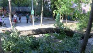 Bakırköy'de çocuk parkında korku dolu anlar! Ağaç devrildi