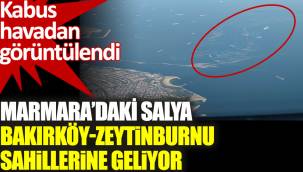 Bakırköy , Zeytinburnu sahillerine Marmara'daki deniz salyası geliyor...