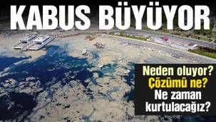 Müsilaj (deniz salyası) kabusu büyüyor