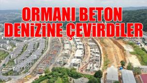 Siyahkalem Mühendislik yargıyı dinlemedi; güzelim ormanı beton denizine çevirdi