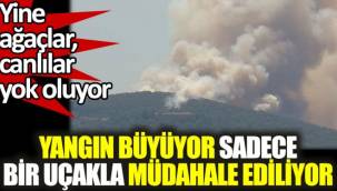 Heybeliada'da orman yangını başladı !
