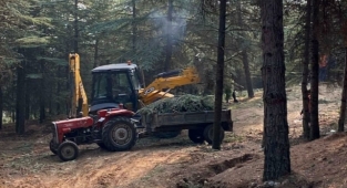 Halkın sağlığı için yapılan alanda ağaç katliamı