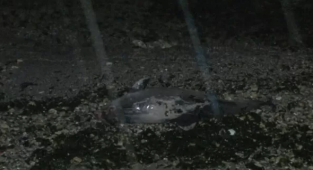 YEŞİLKÖY SAHİLİNDE YUNUS BALIĞI KIYIYA VURDU..