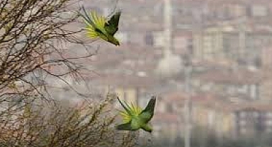 Anıtkabir'in papağanları