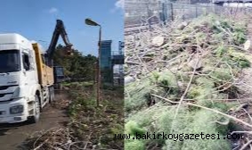 BAKIRKÖY'DE AĞAÇ KATLİAMI YETKİLİLER SUSUYOR!