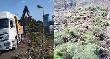 BAKIRKÖY'DE AĞAÇ KATLİAMI YETKİLİLER SUSUYOR!