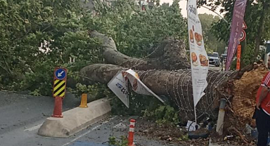 Florya Şenlikköy Caddesi'nde Rüzgar Ağacı Devirdi