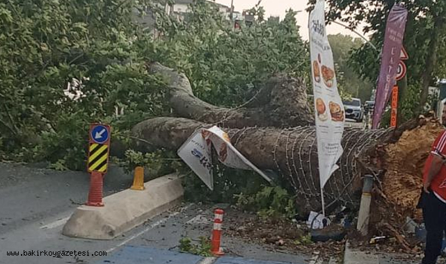 Florya Şenlikköy Caddesi'nde Rüzgar Ağacı Devirdi